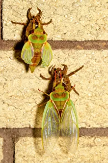 Two Cicadas on a wall Two Cicadas on a wall