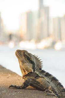 Images Dated 1st September 2011: City lizard