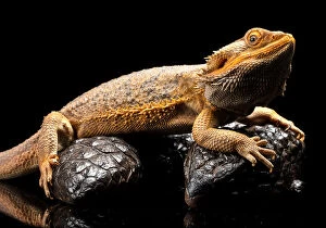 Images Dated 11th October 2016: Close up of an Australian Water Dragon sitting on a Shingleback Skink against a black
