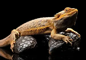Vicki Smith Australian Landscape Photography Prints: Close up of an Australian Water Dragon sitting on a Shingleback Skink against a black
