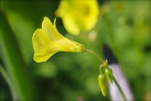 Petals Prints: Close up of some beatuiful yellow wildflowers in the park