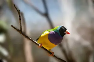Vibrant Color Prints: Close Up of a Black Headed Male Gouldian Finch Near Katherine