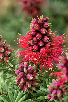 Prints of A close up of a Crimson Kunzea flower, kunzea baxteri, showing the details of the bottle brush type flower filaments Louise Docker Photography Prints: Close up of a Crimson Kunzea flower