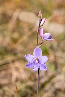 Louise Docker Photography Collection: Close up of a Dotted Sun Orchid