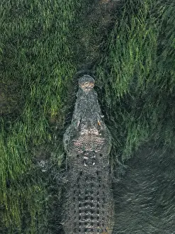 Close up drone image showing the head of a large saltwater crocodile resting in the reeds on the the banks of the Ord River, Kununurra, The Kimberley, Western Australia, Australia