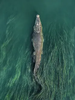 Close up drone photo showing a huge saltwater crocodile swimming through reeds in the Ord River, Kununurra, The Kimberley, Western Australia, Australia