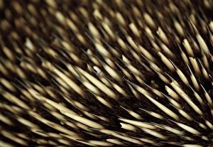 Images Dated 28th April 2015: Close up of an echidnas bristles