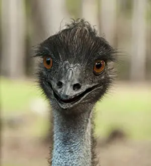 One Animal Prints: Close up of emu