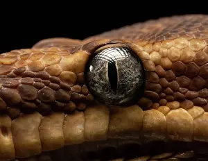 Snake Prints: Close up of the eye of a snake