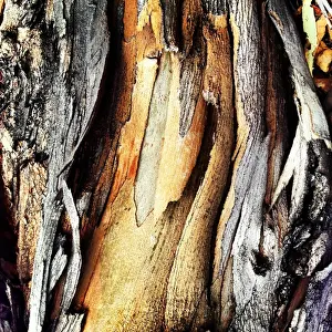 Jodie Griggs Prints: Close up image of colourful bark on a tree