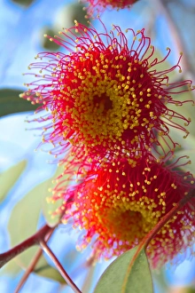 Flower And Plant Prints: close up image of a Flowering Gumnut