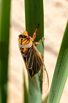 Images Dated 26th December 2020: A Close up of a Masked Devil cicada hanging onto a leaf