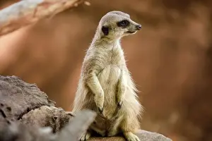 Close Up of a Meerkat in South Africa