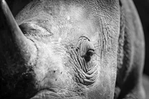 <b class=qtipBold><figcaption>Close up portrait of a rhino</figcaption></b><br>A black and white close up portrait of a rhinoceros with a large horn Close up portrait of a rhino