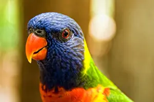 Close up of Rainbow Lorikeet