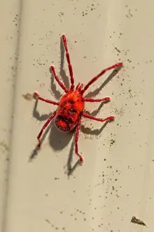 Close up of a Red velvet mite