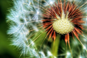 Close Up of the Seed Head of a Dandelion Close Up of the Seed Head of a Dandelion