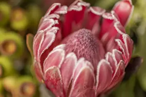 Vicki Smith Australian Landscape Photography Prints: Close Up of a single pink Protea flower with gum nuts in the background