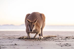 Kangaroo Collection: close up of a Single Wild Australian Kangaroo ( rock wallaby)