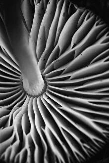 Louise Docker Photography Collection: Close up of the underneath of fungi
