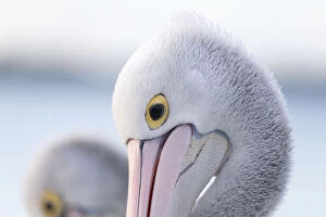 Pelican Collection: Close-up of an Australian pelican