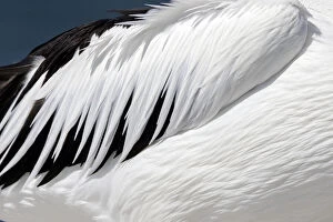 Pelican Collection: Close-up of an Australian Pelicans Wing (Pelecanus conspicillatus)