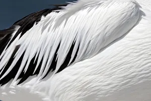 Close-up of an Australian Pelicans Wing (Pelecanus conspicillatus) Close-up of an Australian Pelicans Wing (Pelecanus conspicillatus)