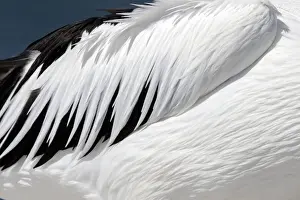 Images Dated 2022 April: Close-up of an Australian Pelicans Wing (Pelecanus conspicillatus)