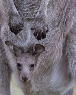 Kangaroo Collection: Close-Up of a baby kangaroo