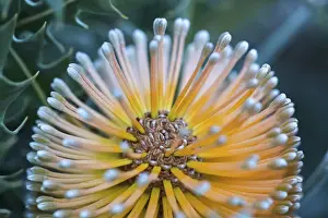 Close-up of a banksia flower, Western Australia, Australia