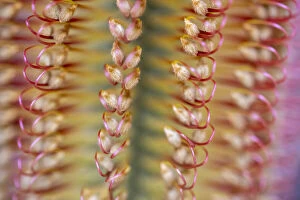 Beautiful Australian Wildflowers Collection: Close-up of a banksia flower, Western Australia, Australia
