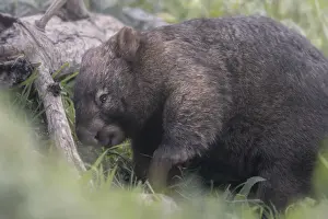 Kristian Bell Photography Prints: Close-up of common wombat (Vombatus ursinus) in grass with fallen tree