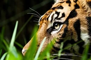 Images Dated 6th May 2014: Close-up of male Sumatran tiger at zoo