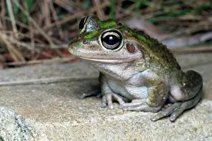 Robbie Goodall Photography Prints: Close-up of a motorbike frog (Litoria moorei)