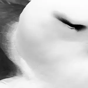 Close-up portrait of black-browed albatross