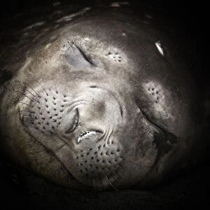 James Stone Nature Photography Collection: Close-up portrait of a sleeping elephant seal