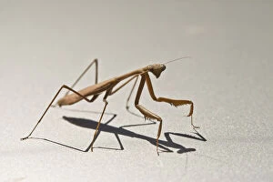 Insects Collection: Close-up of praying mantis