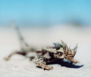 Lizards Collection: Close-up of a thorny devil lizard, moloch horridus, in Australia