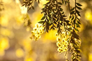 Botanical Art Prints Collection: Close-up of wattle tree in bloom