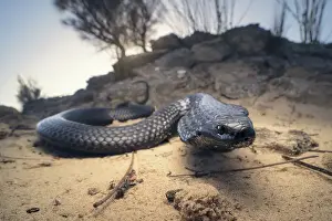 Close-up of a wild tiger snake (Notechis scutatus) with dramatic sunset and rock background from South Australia