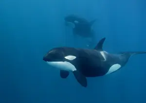 Close up view of a female killer whale swimming in blue water