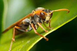 Insects Collection: Wasp