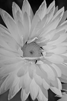 Flower And Plant Prints: Close up of a white flower taken in wildflower season in Western Australia