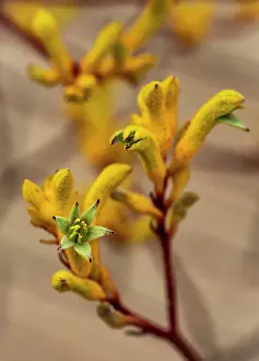 Prints of Close up of Yellow Kangaroo Paw flowers - Anigozanthos Louise Docker Photography Prints: Close up of Yellow Kangaroo Paw Flowers