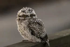 Closeup of a Juvenile Tawny Frogmouth owl Closeup of a Juvenile Tawny Frogmouth owl