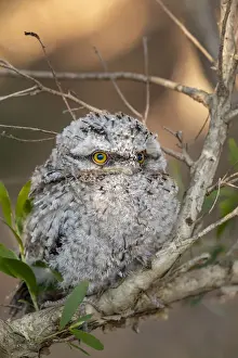 Tracey Dee Photography Prints: Closeup of a Juvenile Tawny Frogmouth owl