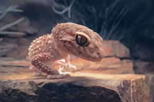 Kristian Bell Photography Prints: Closeup portrait of a wild Centralian rough knob-tail gecko (Nephrurus amyae) on rocky outcrop at night