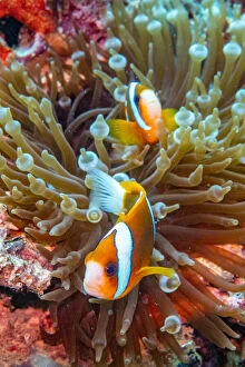 Images Dated 8th August 2019: Clown fish, Coral Reef