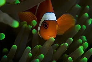 Clown Fish on Green Anemone