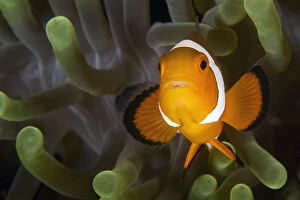 Images Dated 11th July 2010: Clown fish on green anemone